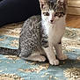 animal, carpet, cat, cozy, curious, decor, feline, hands, indoor, kitten, legs, patterned_rug, person, pet, pottery, sitting, tabby, white_fur, wooden_floor, young_cat
