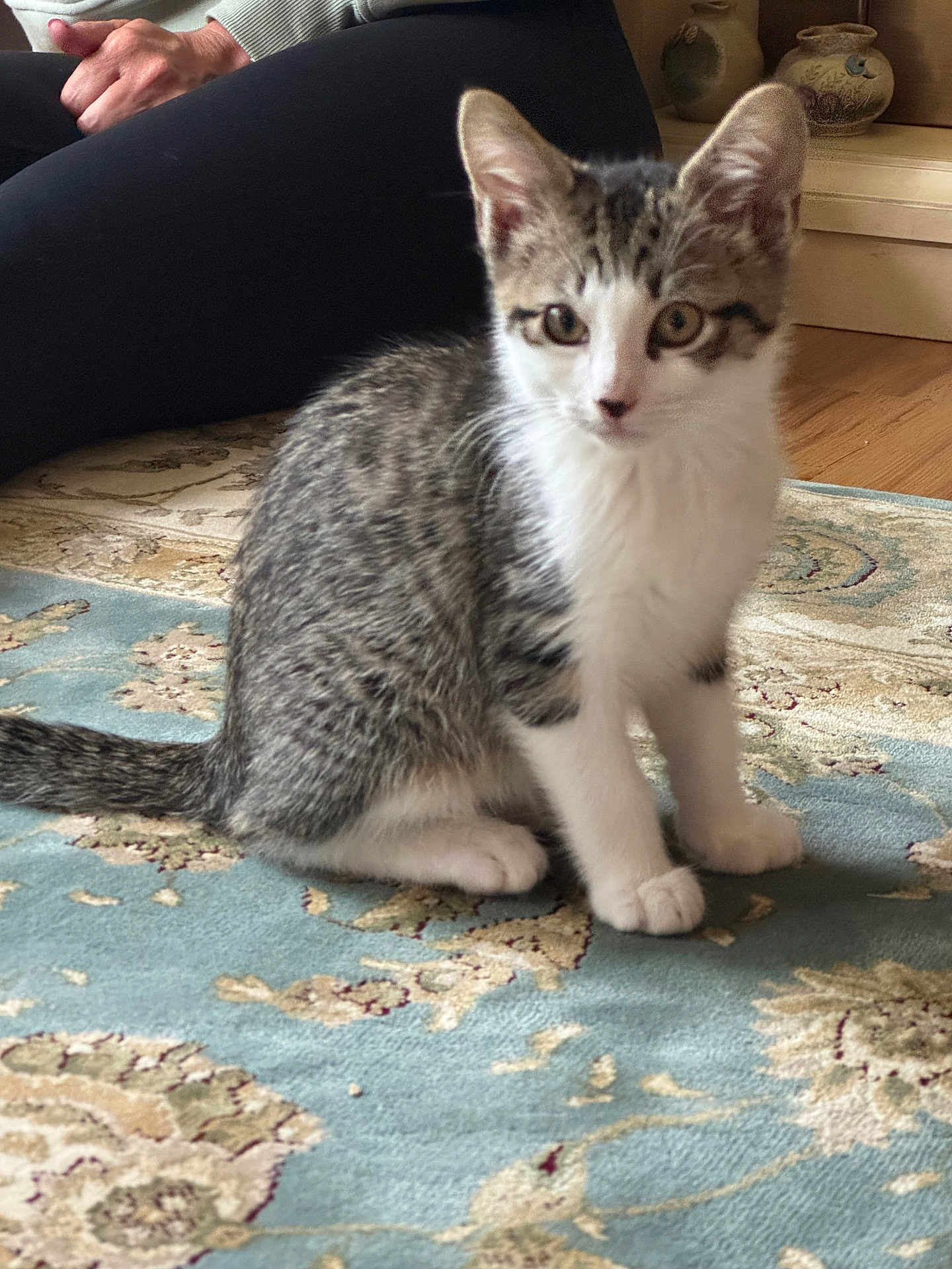Mateo