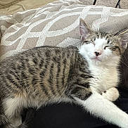 Mateo is registered to the contest to win money with this photo: cat, kitten, sleeping, tabby, white_paws, white_face, cushion, pattern, indoor, pet, resting, feline, cozy, soft_fabric, closeup, cute, animal, mammal, domestic_animal, relaxing