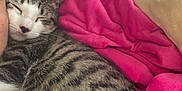 Mateo joined the competition — help win amazing prizes! cat, tabby, striped, sleeping, close_up, blanket, pink, cream, couch, leather, cozy, pet, fur, whiskers, relaxing, indoor, human, face_partial, comfort, resting