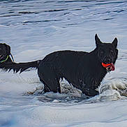 Raven joined the competition — help win amazing prizes! active, animal, ball, black_dog, canine, dog, excited, foam, happy, nature, outdoor, pet, playing, running, summer, tongue_out, two_dogs, water, water_splash, wet