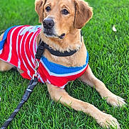 Oasis is registered to the contest to win money with this photo: animal, blue, canine, collar, dog, ears, fur, golden_retriever, grass, leash, lying_down, nature, outdoor, paw, pet, red, snout, summer, sweater, white