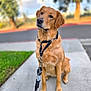 Oasis joined the competition — help win amazing prizes! animal, canine, collar, cute, daylight, dog, domestic_animal, friendly, fur, golden_retriever, grass, leash, mammal, nature, outdoor, park, pet, sidewalk, sitting, tree