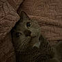cat, gray_cat, blanket, texture, fur, whiskers, eyes, indoor, cozy, pet, sleepy, closeup, mammal, cute, resting, soft, animal, portrait, relaxing, cute_pet