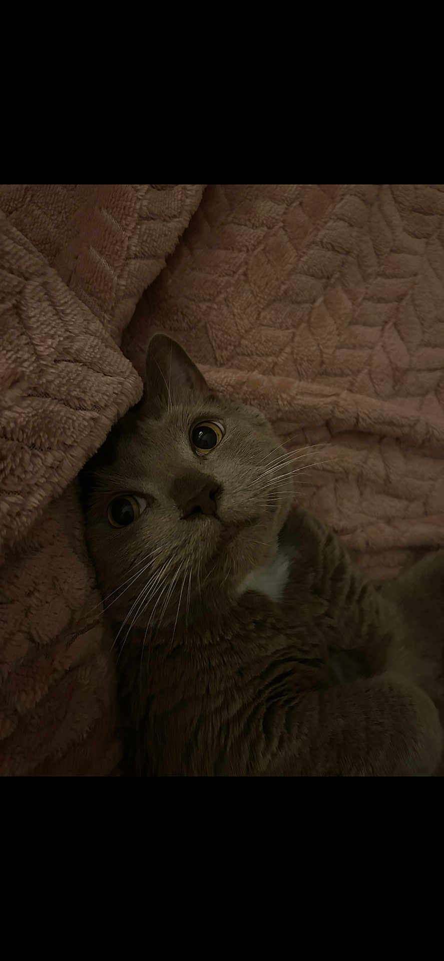 Teddy joined the competition — help win amazing prizes! cat, gray_cat, blanket, texture, fur, whiskers, eyes, indoor, cozy, pet, sleepy, closeup, mammal, cute, resting, soft, animal, portrait, relaxing, cute_pet