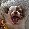 Kaïdo a rejoint le concours — aidez-le/la à gagner de superbes lots ! puppy, dog, yawning, close_up, tongue, blanket, cozy, sleepy, cute, pet, fur, animal, mouth_open, whiskers, face, indoor, resting, adorable, small_dog, soft_texture