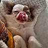 dog, chihuahua, tongue, licking, blanket, cozy, cute, pet, fur, small_dog, paws, sleepy, resting, indoor, closeup, adorable, fluffy, relaxed, snuggled, companion