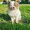 dog, puppy, grass, outdoor, sunlight, nature, cute, fluffy, small_dog, pet, animal, greenery, daylight, tongue_out, relaxed, ears, fur, close_up, background, peaceful