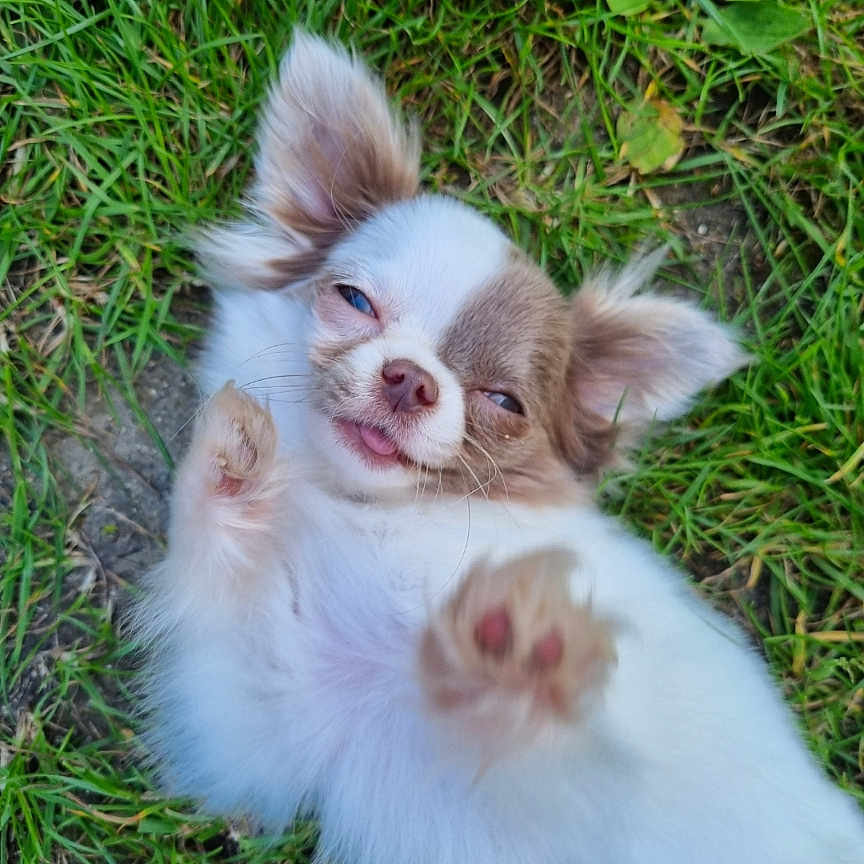 Kaïdo participe au concours pour gagner de l'argent avec cette photo : dog, puppy, grass, outdoor, pet, cute, fur, small_dog, lying_down, paw, fluffy, sleepy, white_fur, brown_fur, animal, nature, playful, adorable, canine, relaxed
