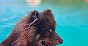 Voltaire a rejoint le concours — aidez-le/la à gagner de superbes lots ! brown_fur, dog, fluffy_dog, hills, lake, landscape, long_hair, mountains, nature, open_mouth, outdoor, panting, pet, portrait, side_profile, summer, sunlight, tongue, turquoise_water, water