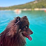 brown_fur, dog, fluffy_dog, hills, lake, landscape, long_hair, mountains, nature, open_mouth, outdoor, panting, pet, portrait, side_profile, summer, sunlight, tongue, turquoise_water, water