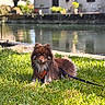 Voltaire a rejoint le concours — aidez-le/la à gagner de superbes lots ! alert, animal_portrait, brown_fur, canal, dog, fluffy, grass, harness, houses, leash, long_hair, lying_down, outdoor, pet, reflection, shaggy, sitting, sunlight, village, water
