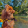Voltaire participe au concours pour gagner de l'argent avec cette photo : adventure, animal, dog, fluffy, forest, golden_brown, harness, lake, long_hair, nature, outdoor, pond, portrait, reflection, side_profile, sitting, sunlight, trees, water, wet_dog