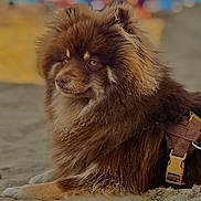 Voltaire a rejoint le concours — aidez-le/la à gagner de superbes lots ! alert, animal, beach, brown_fur, canine, close_up, colorful_background, companion, dog, fluffy, harness, leash, long_hair, lying_down, outdoor, pet, portrait, relaxed, sand, shallow_depth_of_field