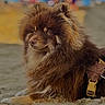 alert, animal, beach, brown_fur, canine, close_up, colorful_background, companion, dog, fluffy, harness, leash, long_hair, lying_down, outdoor, pet, portrait, relaxed, sand, shallow_depth_of_field