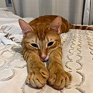 Joey joined the competition — help win amazing prizes! animal, bed, cat, close_up, cute, domestic_animal, ears, feline, ginger_cat, indoor, paws, pet, relaxed, resting, sleepy, soft_fur, stretching, texture, whiskers, white_bedspread