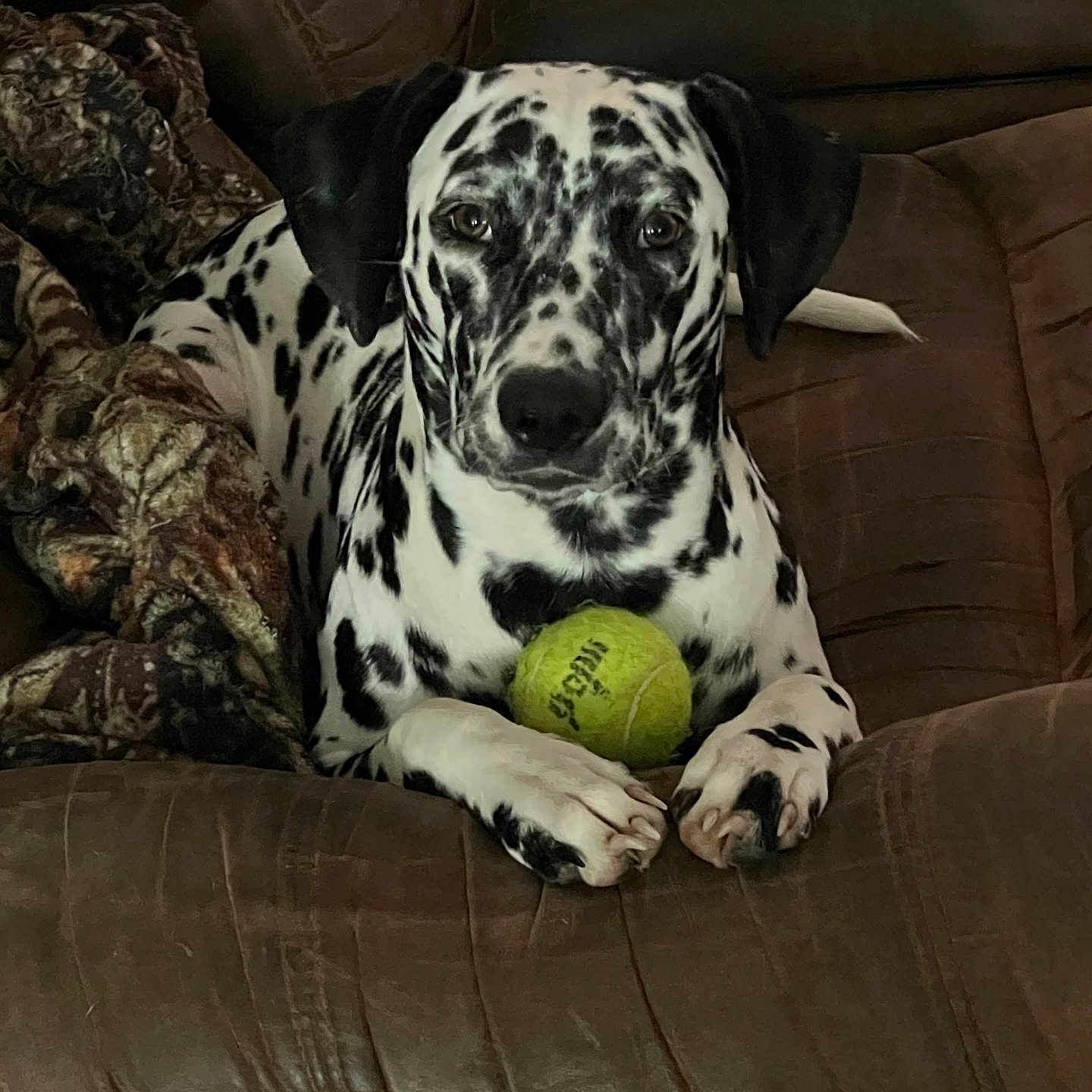 Oreo is registered to the contest to win money with this photo: animal, black_and_white, blanket, brown, closeup, couch, cozy, curious, dalmatian, dog, domestic, furniture, indoor, looking, paws, pet, puppy, resting, spots, tennis_ball