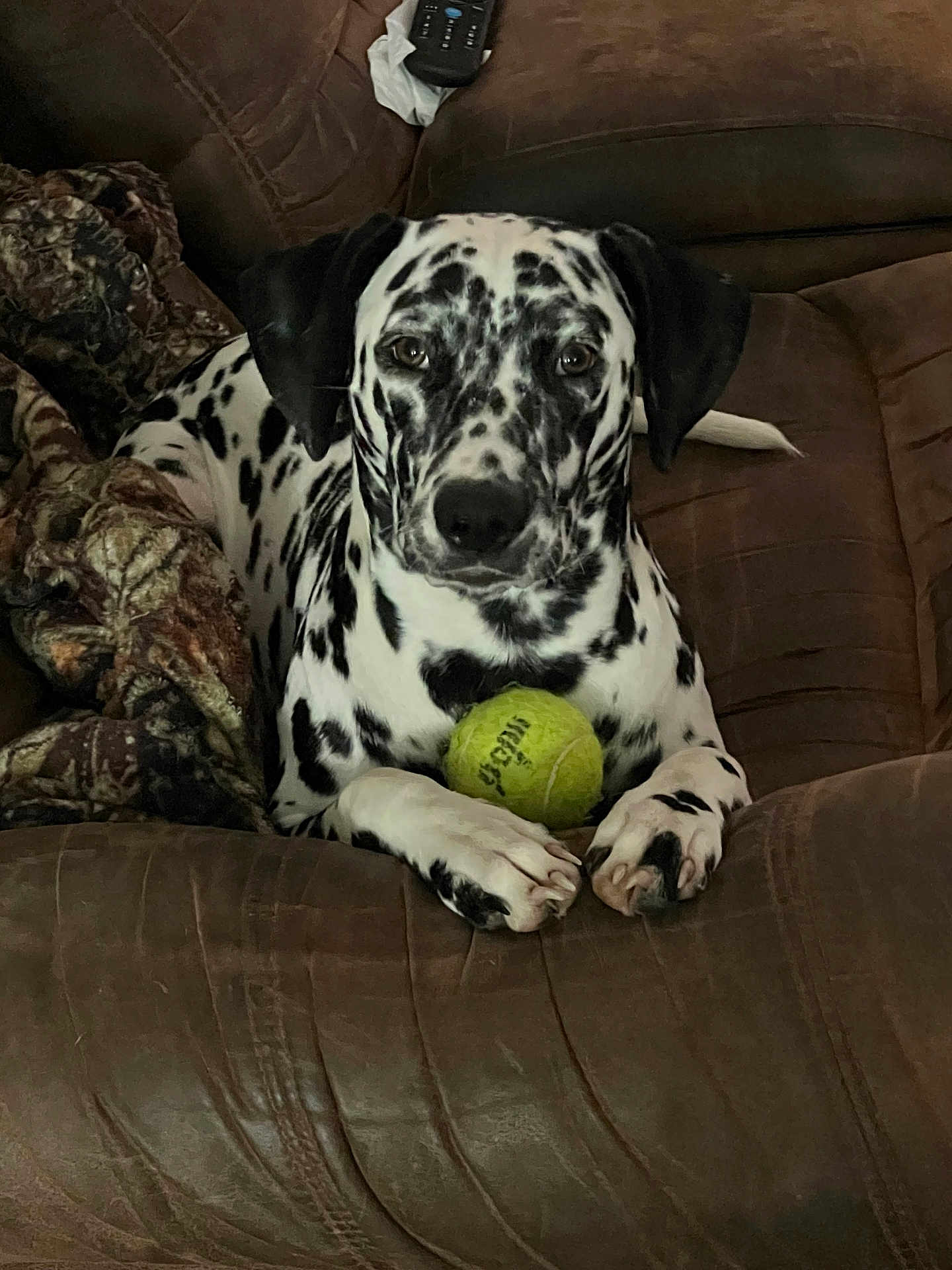 Oreo is registered to the contest to win money with this photo: dalmatian, dog, puppy, tennis_ball, couch, blanket, indoor, pet, animal, brown, black_and_white, spots, paws, looking, resting, cozy, furniture, domestic, closeup, curious