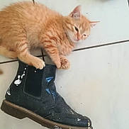 Eustache a rejoint le concours — aidez-le/la à gagner de superbes lots ! kitten, cat, orange_cat, boot, black_boot, paint_splatter, tile_floor, floor, pet, animal, playful, paw, fur, cute, relaxed, indoor, domestic, small, footwear, sleepy