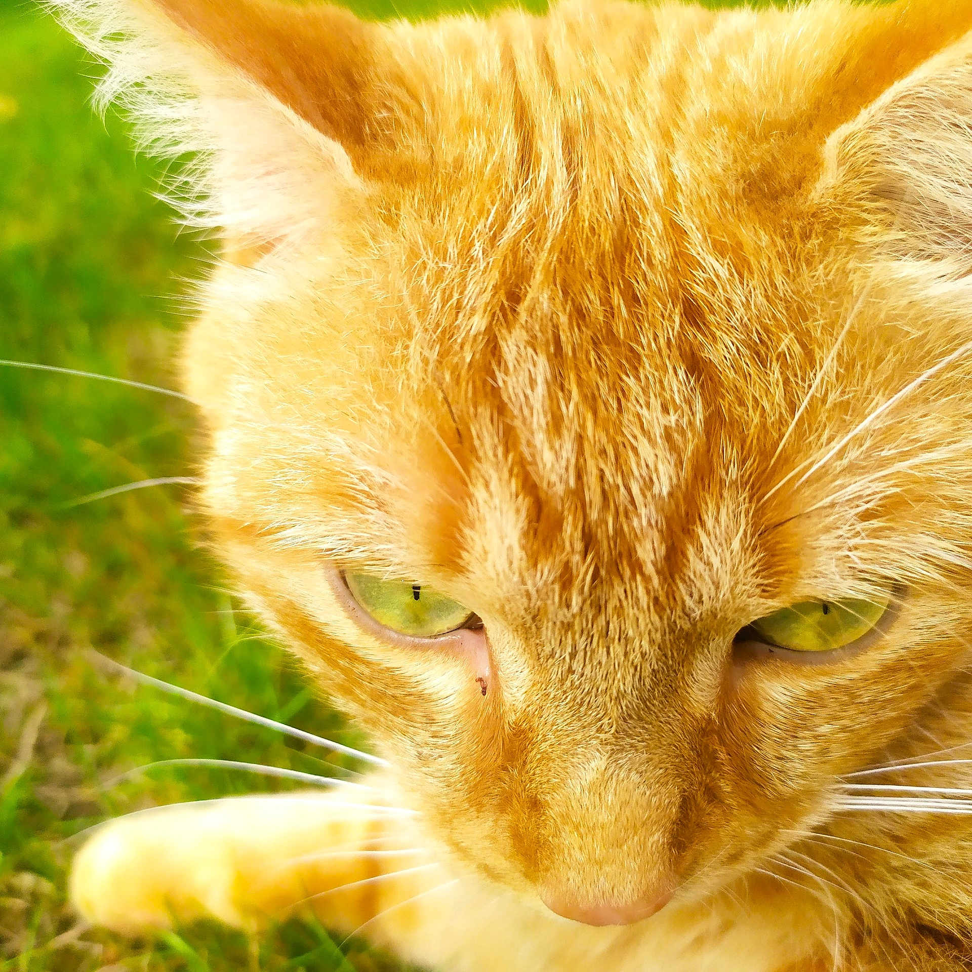 Eustache a rejoint le concours — aidez-le/la à gagner de superbes lots ! animal, cat, close_up, ears, eyes, feline, focused, fur, ginger_cat, grass, green_eyes, head, mammal, nature, nose, outdoor, pet, portrait, whisker, whiskers