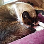 cat, sleeping, pet_bed, purple_cushion, window, fur, cozy, indoor, resting, animal, whiskers, paws, brown_fur, white_fur, black_fur, curled_up, relaxed, home, domestic_cat, quiet