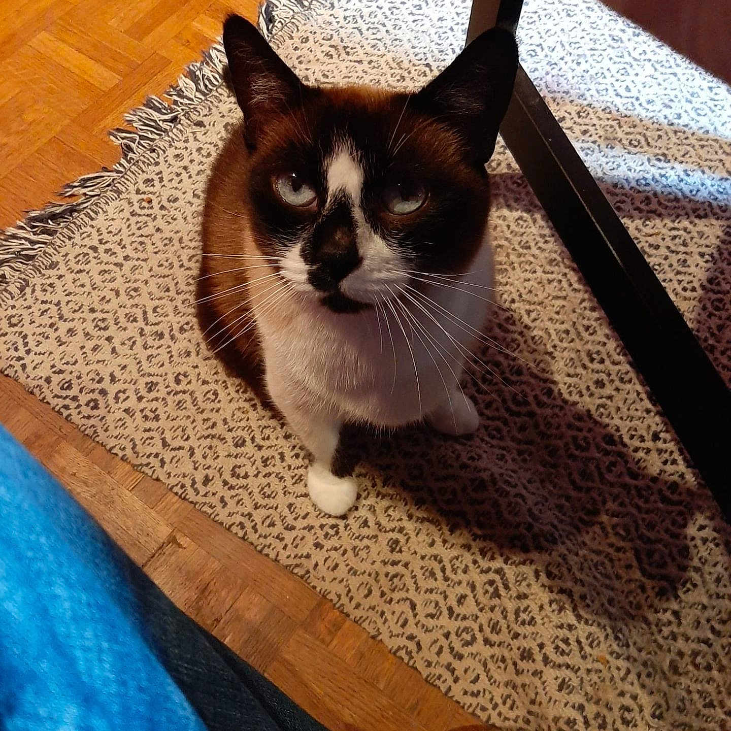 Badsy participe au concours pour gagner de l'argent avec cette photo : animal, black_and_white, blue_eyes, brown_fur, cat, curious, floor, furniture, indoor, jeans, looking_up, patterned_rug, person, pet, rug, sitting, sock, table_leg, whiskers, wooden_floor