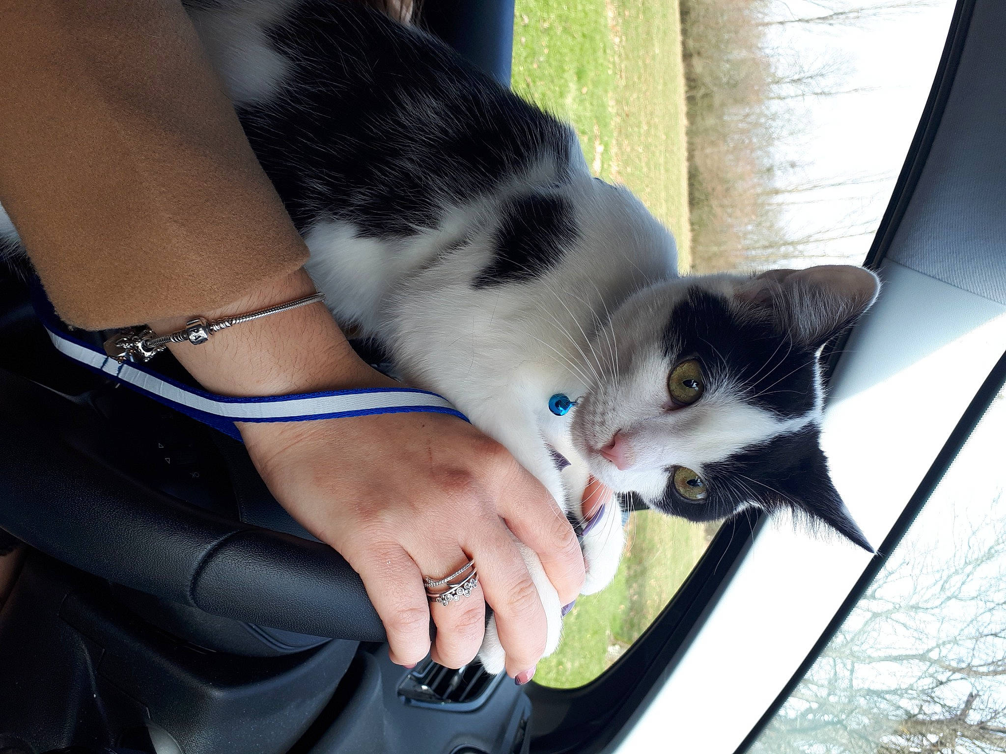 Spoocky participe au concours pour gagner de l'argent avec cette photo : black_hair, carnivore, cat, felidae, finger, foot, gesture, grass, hand, head, human_body, human_leg, leg, small_to_medium_sized_cats, snout, sunglasses, thigh, tree, whiskers, window