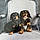 Panzer And Wolfgang