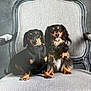 dog, dachshund, pet, animal, chair, portrait, indoor, two_dogs, sitting, furniture, cute, companion, friendly, black_and_tan, tongue_out, fur, domestic_animal, pair, canine, happy