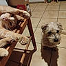 cat, dog, pets, orange_cat, small_dog, animal_portrait, indoor, home, wooden_chair, tile_floor, relaxed, playful, fluffy, scruffy, looking_at_camera, lying_down, standing, whiskers, paws, pet_companions