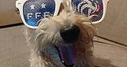 Paillette participe au concours pour gagner de l'argent avec cette photo : dog, pet, sunglasses, tongue, scruffy_fur, small_dog, funny, cute, portrait, sitting, couch, indoor, home, animal, fashion, accessory, playful, happy, smartphone_screenshot, social_media