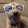 dog, pet, sunglasses, tongue, scruffy_fur, small_dog, funny, cute, portrait, sitting, couch, indoor, home, animal, fashion, accessory, playful, happy, smartphone_screenshot, social_media