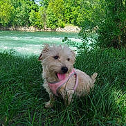 Paillette a rejoint le concours — aidez-le/la à gagner de superbes lots ! dog, puppy, small_dog, fluffy, cream_colored, pink_harness, tongue_out, sitting, outdoors, grass, river, water, riverside, trees, forest, nature, greenery, sunlight, pet, portrait