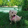 dog, puppy, small_dog, fluffy, cream_colored, pink_harness, tongue_out, sitting, outdoors, grass, river, water, riverside, trees, forest, nature, greenery, sunlight, pet, portrait