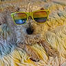 dog, small_dog, fluffy, curly_fur, sunglasses, rainbow, colorful, portrait, close_up, lying_down, relaxed, cute, pet, animal, blanket, furry, indoors, fashion, accessory, funny