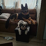 Loki N Bubby joined the competition — help win amazing prizes! animal, canine, companion, couch, curtains, dog, domestic, floor, furniture, german_shepherd, home, indoor, leash, ottoman, pet, plush_toy, relaxing, shark_toy, small_dog, wood_floor