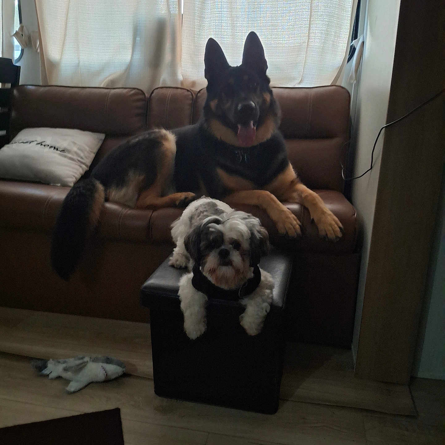 Loki N Bubby joined the competition — help win amazing prizes! animal, canine, companion, couch, curtains, dog, domestic, floor, furniture, german_shepherd, home, indoor, leash, ottoman, pet, plush_toy, relaxing, shark_toy, small_dog, wood_floor