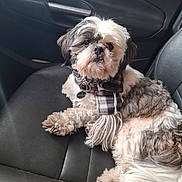 Bubby joined the competition — help win amazing prizes! dog, pet, car_seat, black_leather, scarf, plaid, fluffy, small_dog, two_tone, fur, animal, cute, indoor, resting, collar, tag, side_view, relaxed, domestic_animal, companion