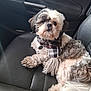dog, pet, car_seat, black_leather, scarf, plaid, fluffy, small_dog, two_tone, fur, animal, cute, indoor, resting, collar, tag, side_view, relaxed, domestic_animal, companion