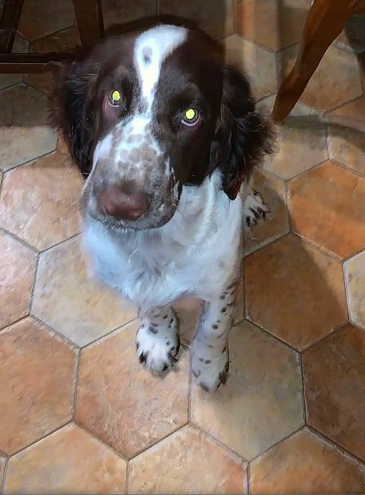 édelweiss participe au concours pour gagner de l'argent avec cette photo : braque_dauvergne, canidae, carnivore, companion_dog, dog, dog_breed, flagstone, flooring, fur, gun_dog, snout, spaniel, sporting_group, tile_flooring, whiskers, working_animal, working_dog