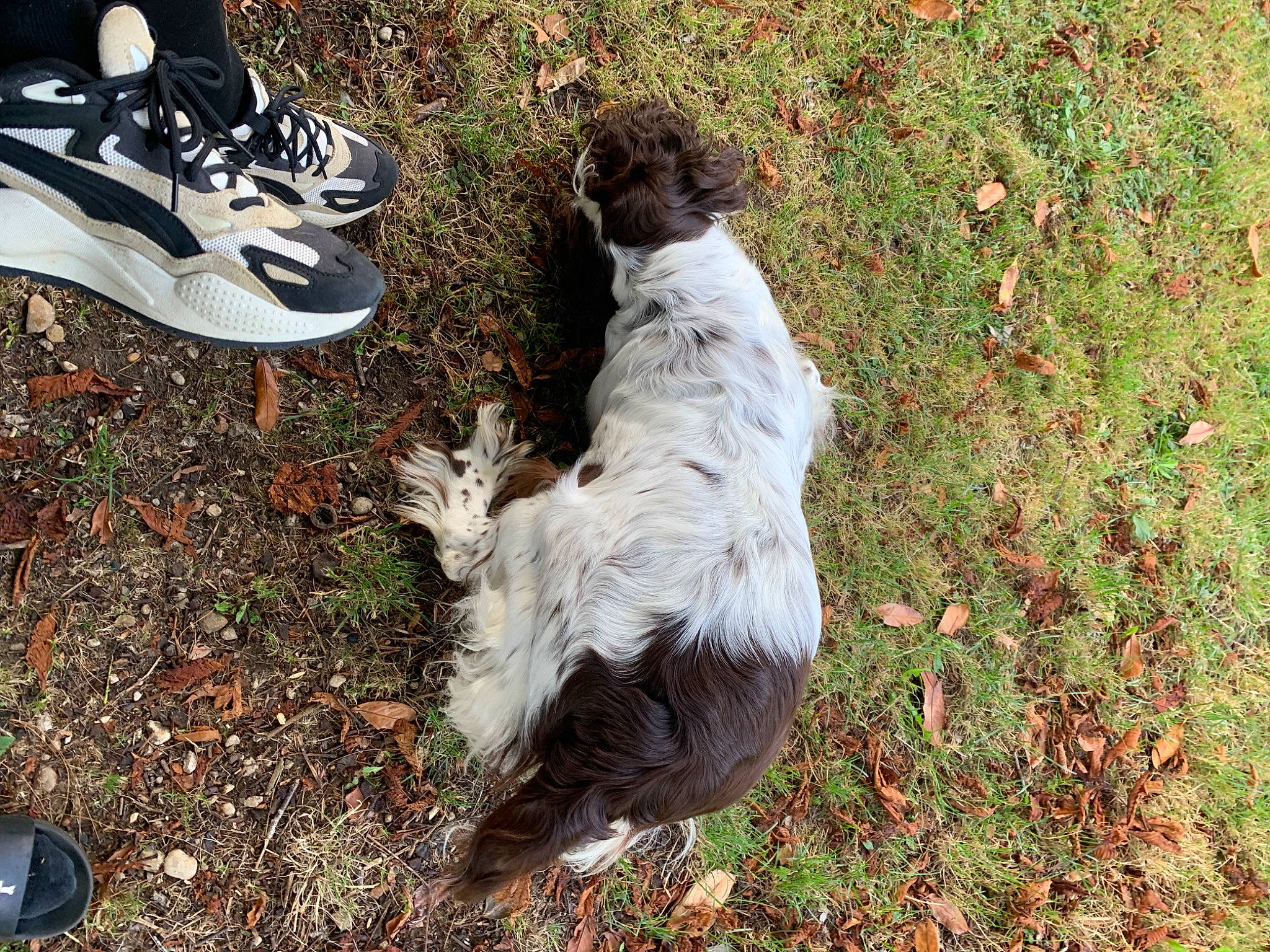 édelweiss participe au concours pour gagner de l'argent avec cette photo : beak, bird, boot, carmine, carnivore, companion_dog, dog, dog_breed, feather, fowl, galliformes, grass, groundcover, human_leg, livestock, outdoor_shoe, poultry, soil, tail, walking_shoe