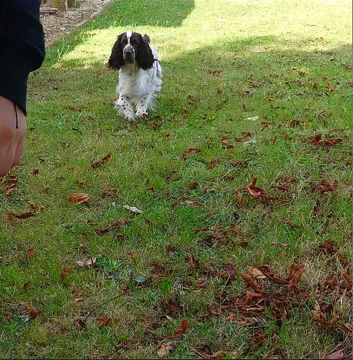 édelweiss a rejoint le concours — aidez-le/la à gagner de superbes lots ! canidae, carnivore, companion_dog, dog, dog_breed, garden, grass, grass_family, grassland, groundcover, lawn, pasture, people_in_nature, plant, shrub, soil, sporting_group, tail, toy_dog, tree