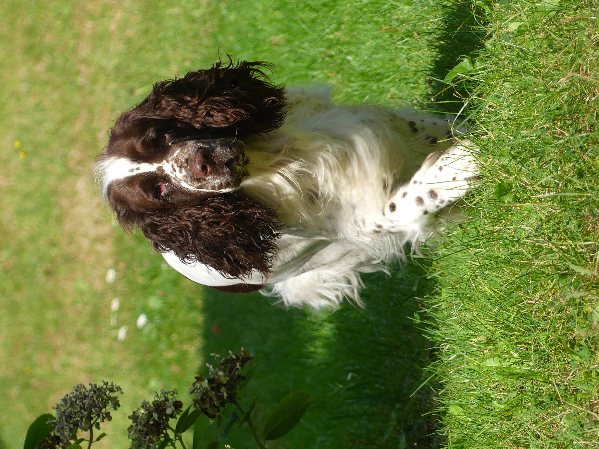 édelweiss a rejoint le concours — aidez-le/la à gagner de superbes lots ! beak, canidae, carnivore, companion_dog, dog_breed, fawn, fur, grass, grassland, groundcover, liver, plant, primate, snout, sporting_group, tail, terrestrial_animal, toy_dog, wing, working_animal