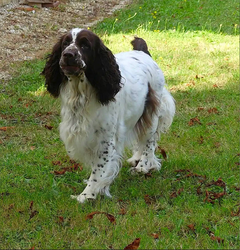 édelweiss participe au concours pour gagner de l'argent avec cette photo : canidae, carnivore, companion_dog, dog, dog_breed, fur, grass, gun_dog, hunting_dog, liver, russian_spaniel, snout, spaniel, sporting_group, tail, terrestrial_animal, working_dog