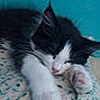 cat, kitten, sleeping, paw, pink_nose, whiskers, fur, bed, bedding, floral_pattern, teal_wall, indoor, closeup, portrait, relaxed, cozy, pet, domestic_animal, nap, paw_pads