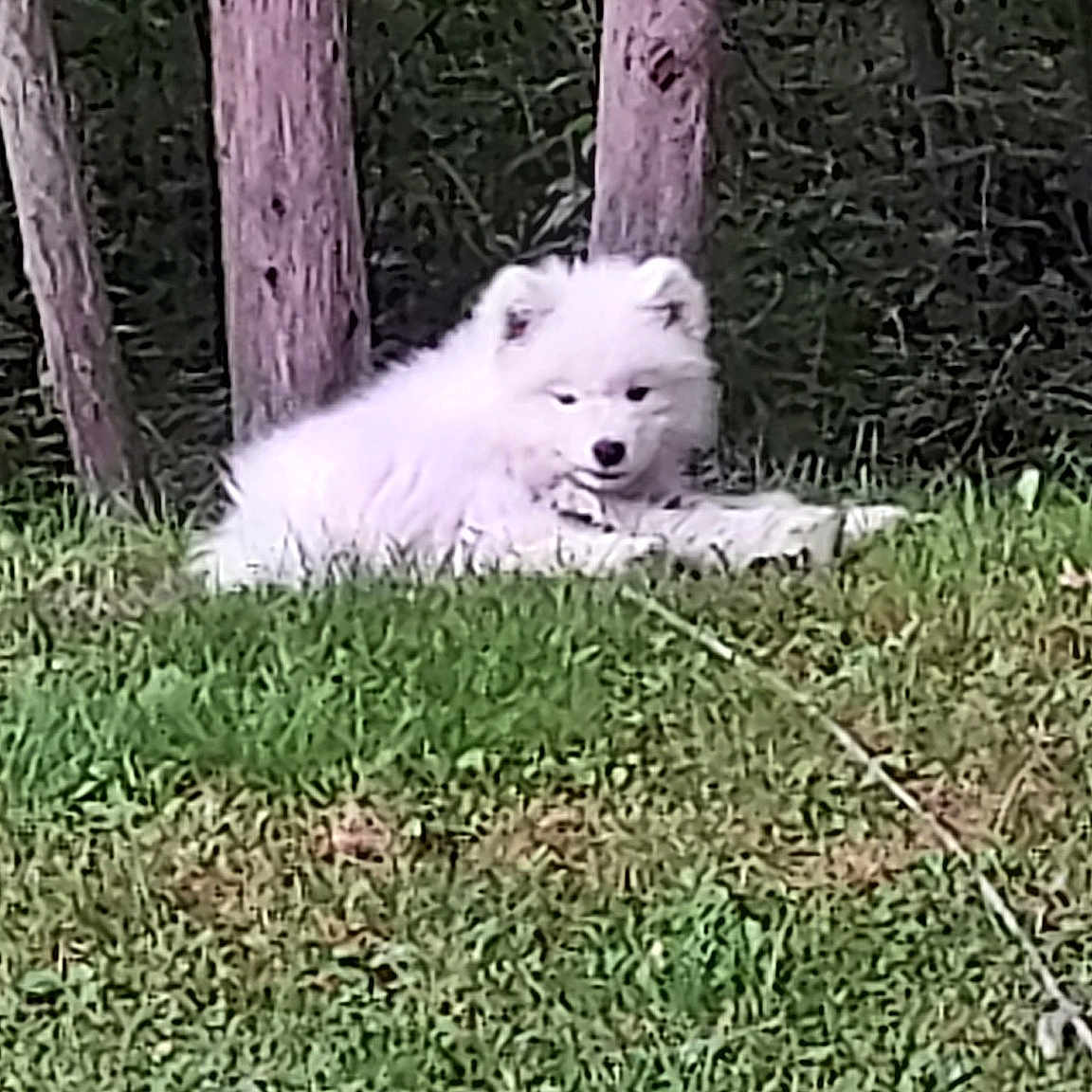 Koda