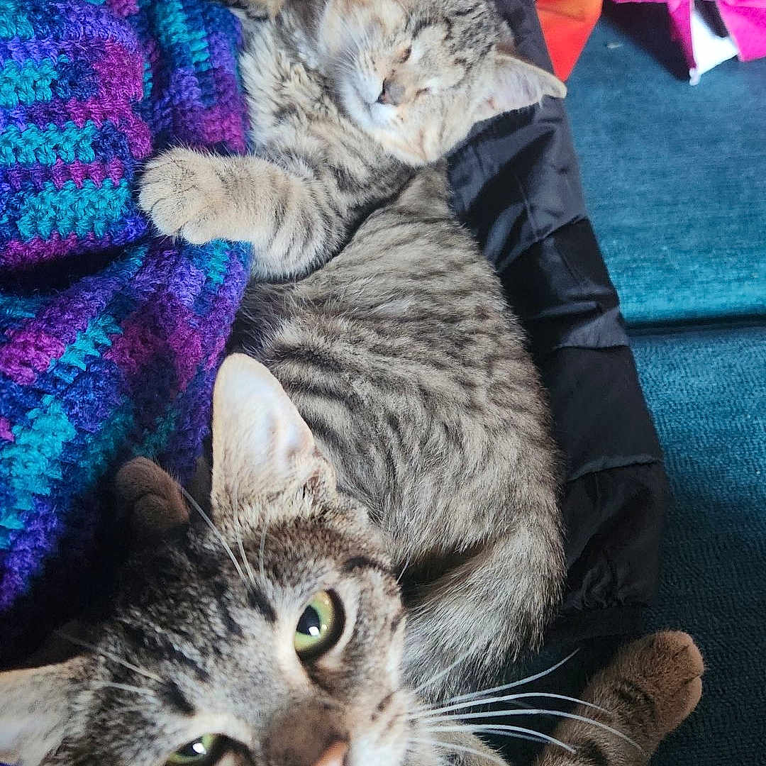 Coraline Frankie is registered to the contest to win money with this photo: abyssinian, animal, bag, blanket, cat, couch, cushion, face, furniture, head, homedecor, indoors, kitten, manx, person, pet, photography, portrait, purple, sleeping