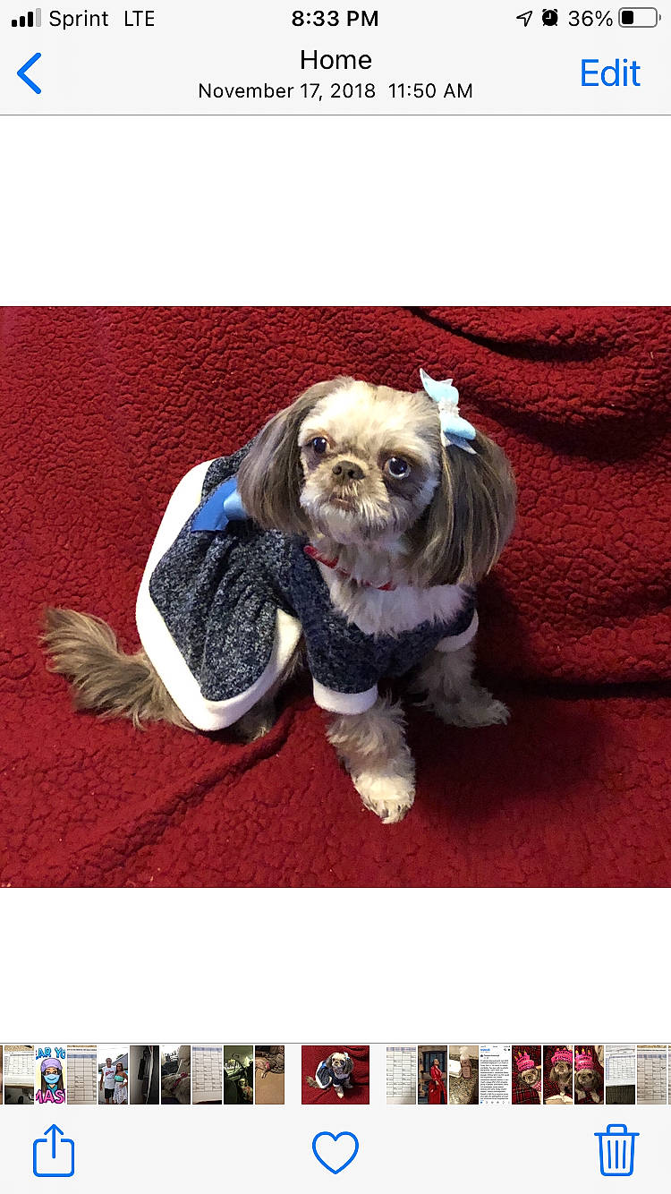 Lexi is registered to the contest to win money with this photo: advertising, brand, canidae, carnivore, companion_dog, dog, dog_breed, dog_supply, font, fur, liver, pattern, paw, photo_caption, photograph, rectangle, screenshot, snapshot, sporting_group, toy_dog