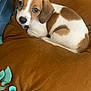 puppy, dog, brown, white, cushion, blue, crate, furniture, indoor, pet, young, cute, cozy, fabric, knitted, resting, looking, ears, fur, small