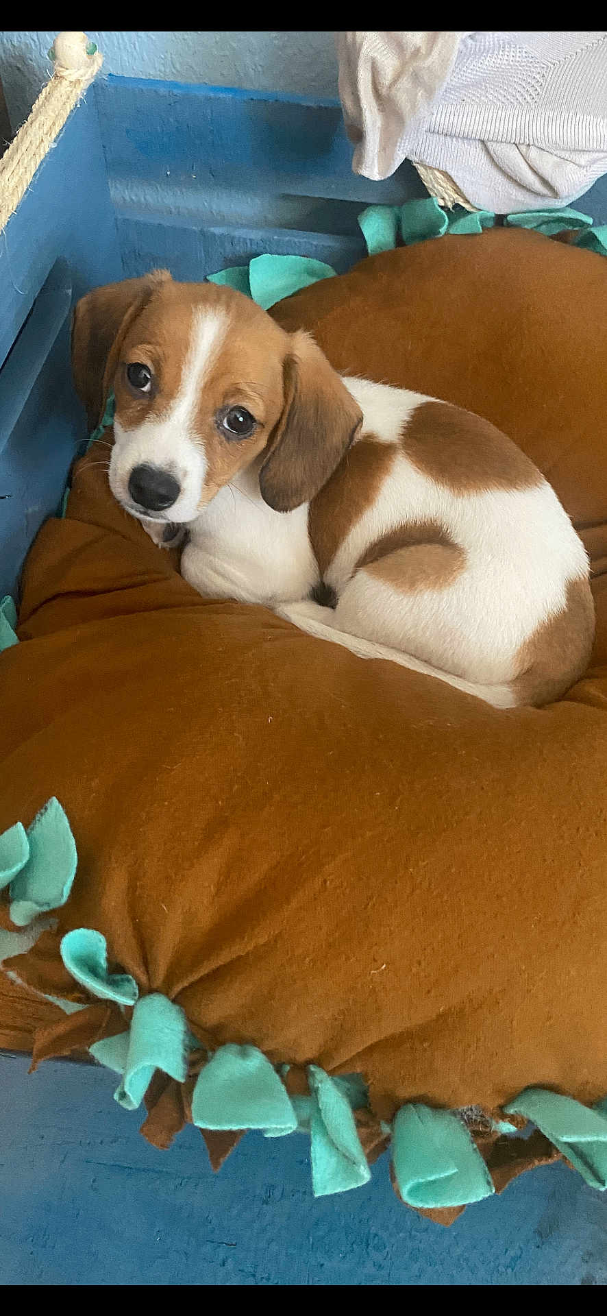 Oscar